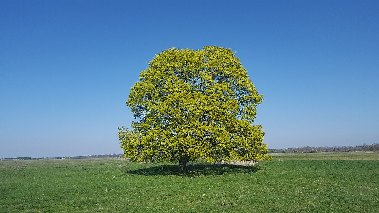 Ganzer Baum
