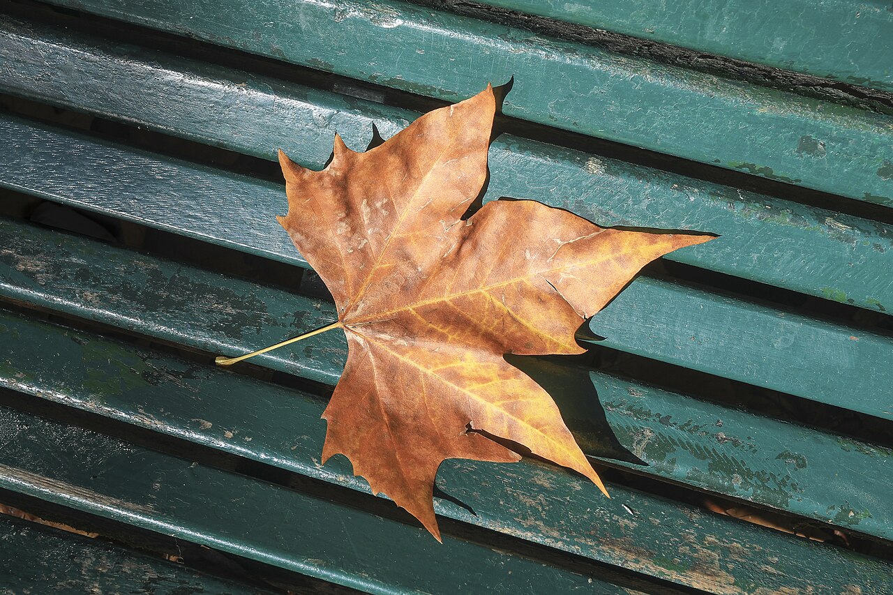 Blatt