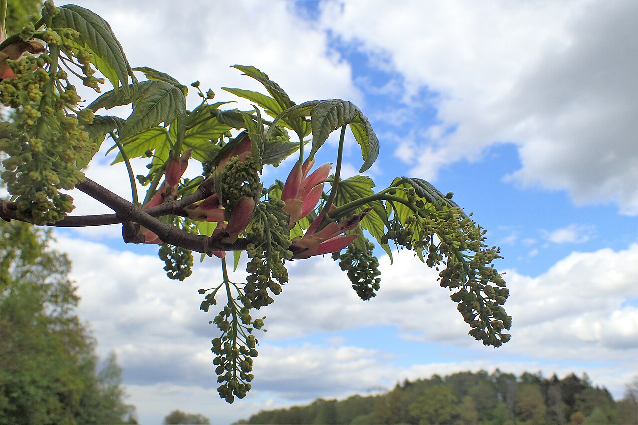 Blüte