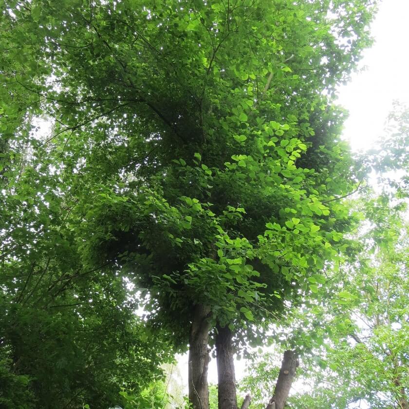 Ganzer Baum