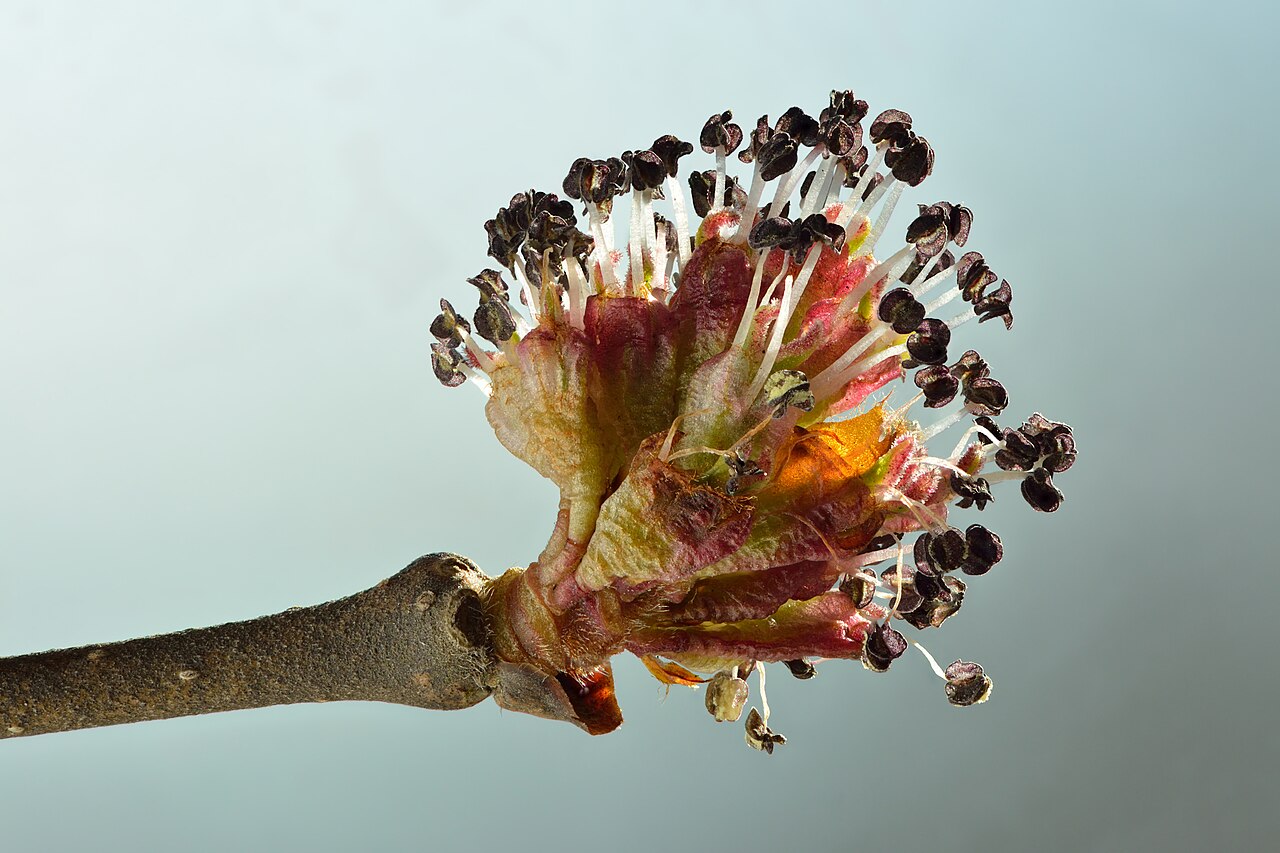 Blüte