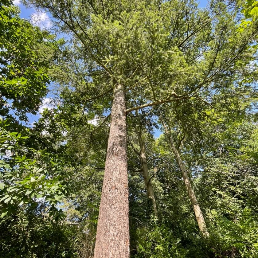 Ganzer Baum