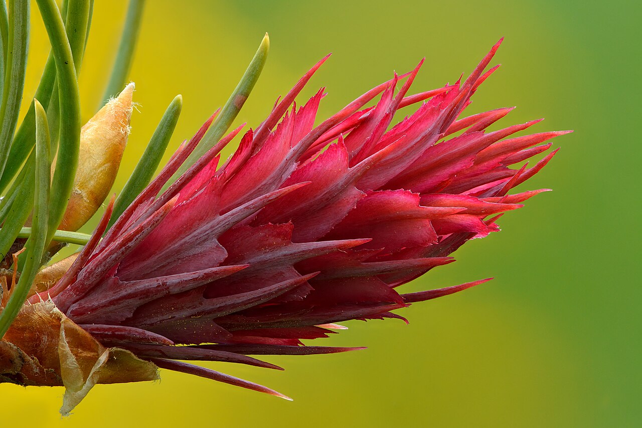 Blüte