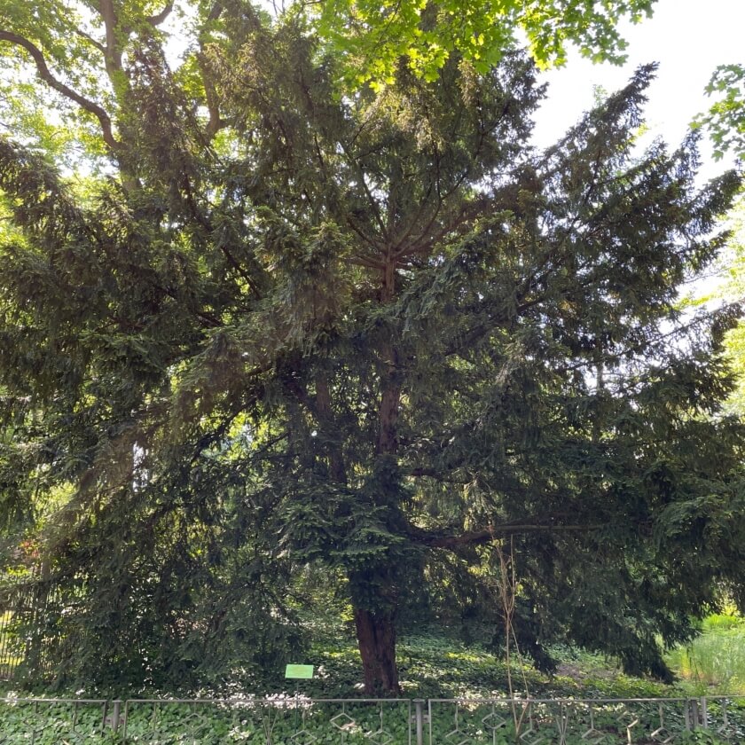 Ganzer Baum