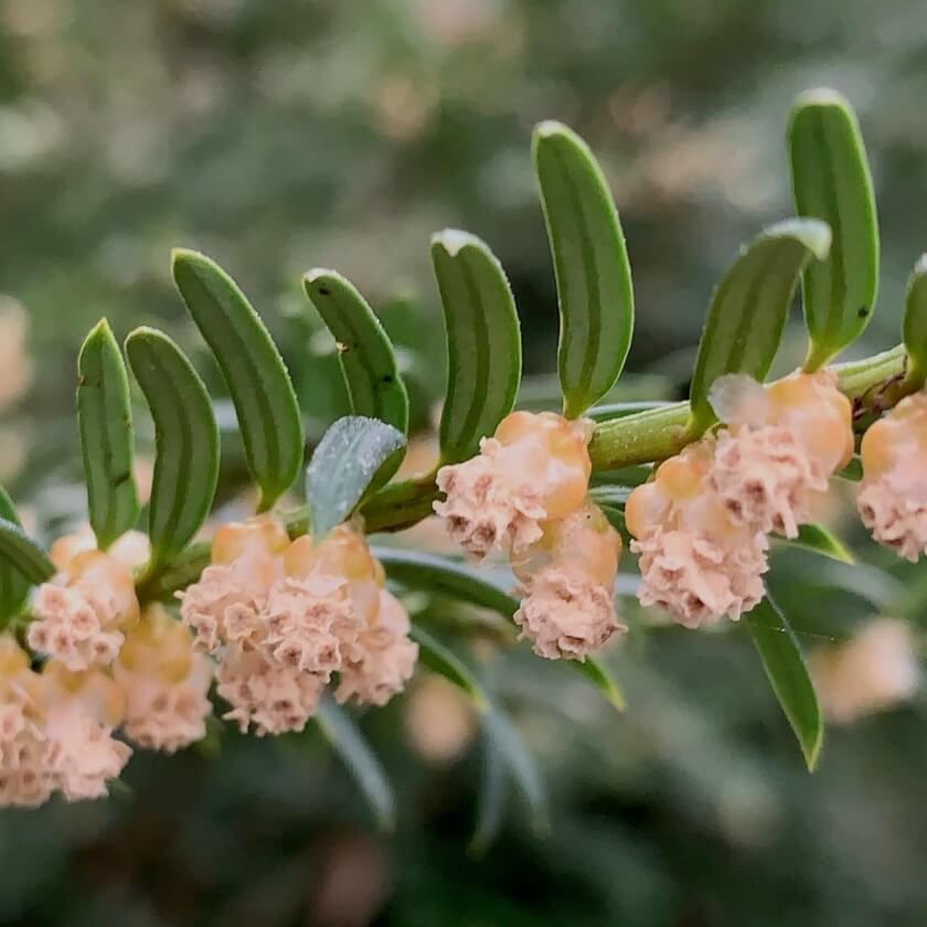 Blüte
