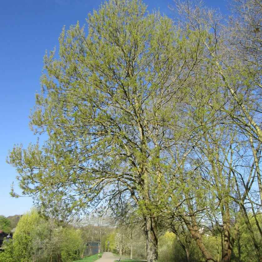 Ganzer Baum