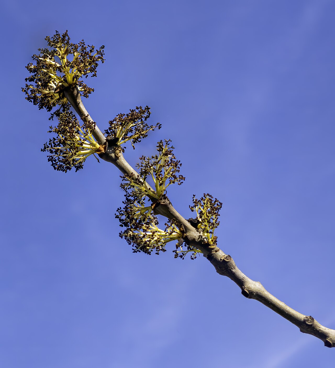 Blüte