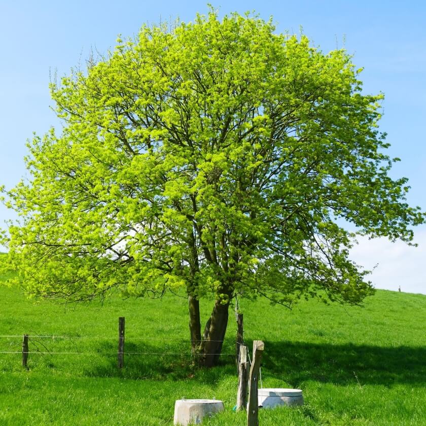 Ganzer Baum