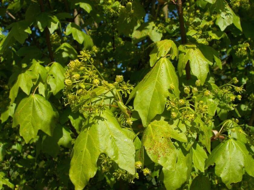 Blüte