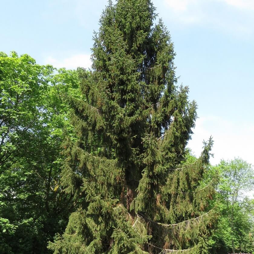 Ganzer Baum