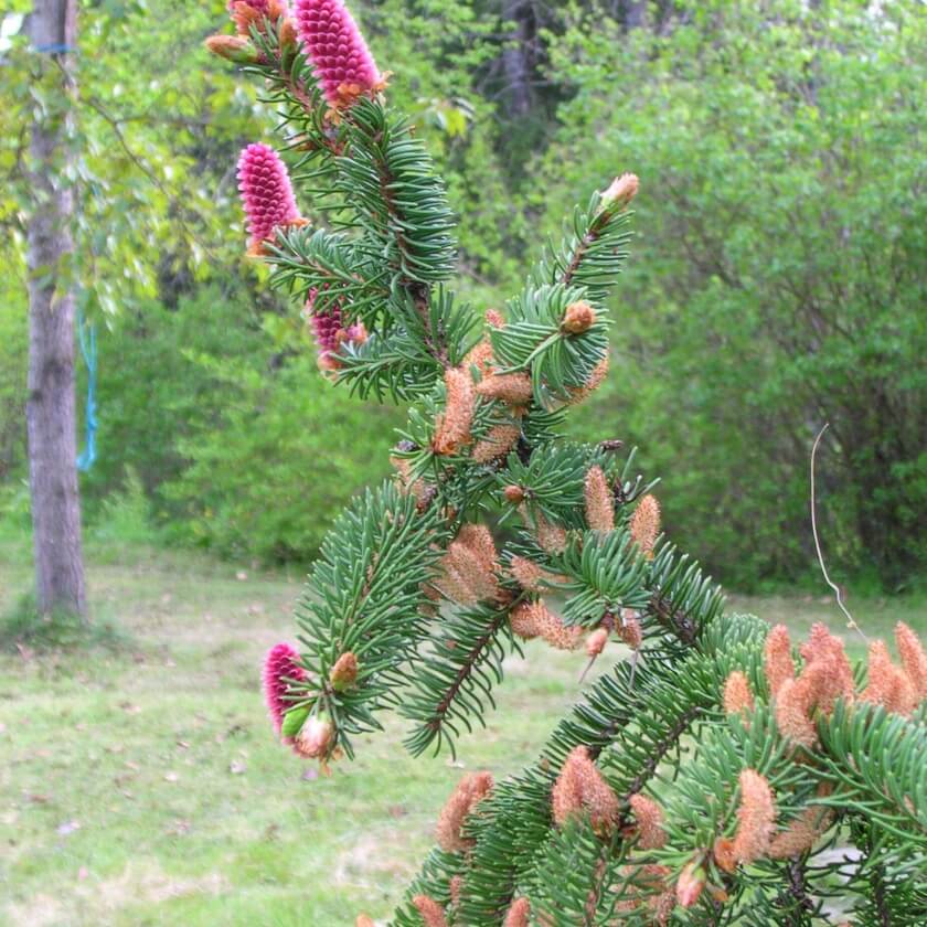 Blüte