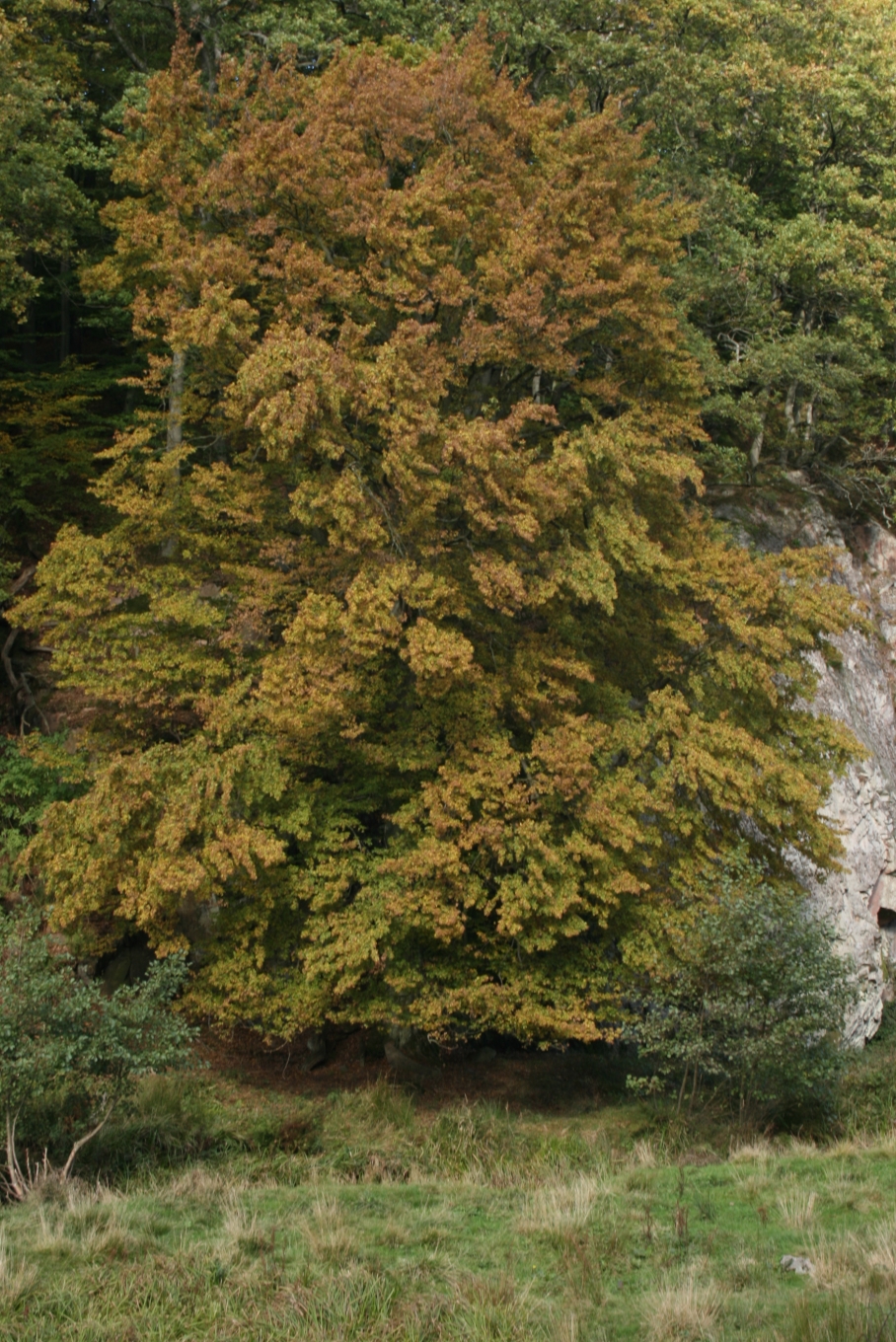 Ganzer Baum