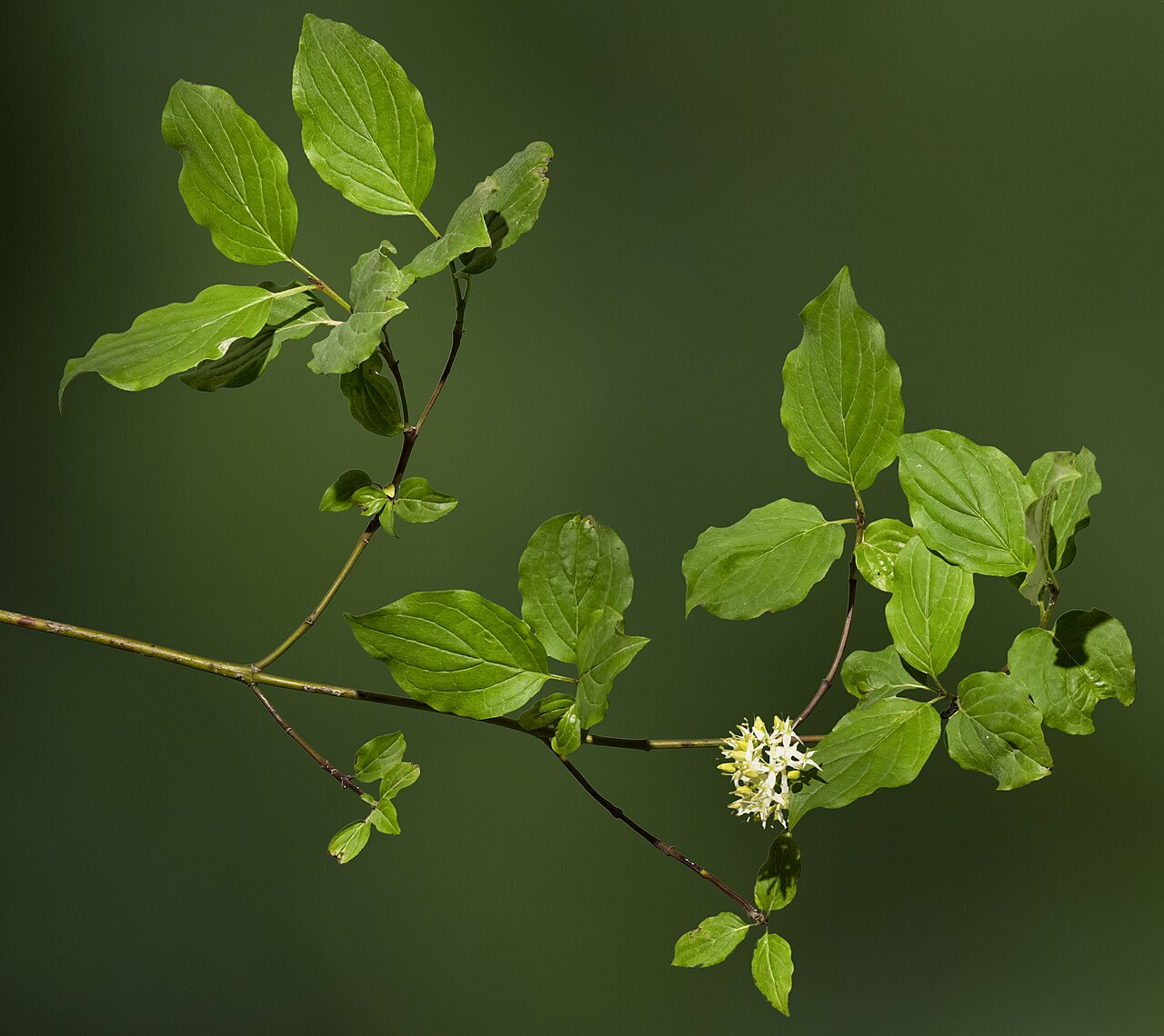 Blüte