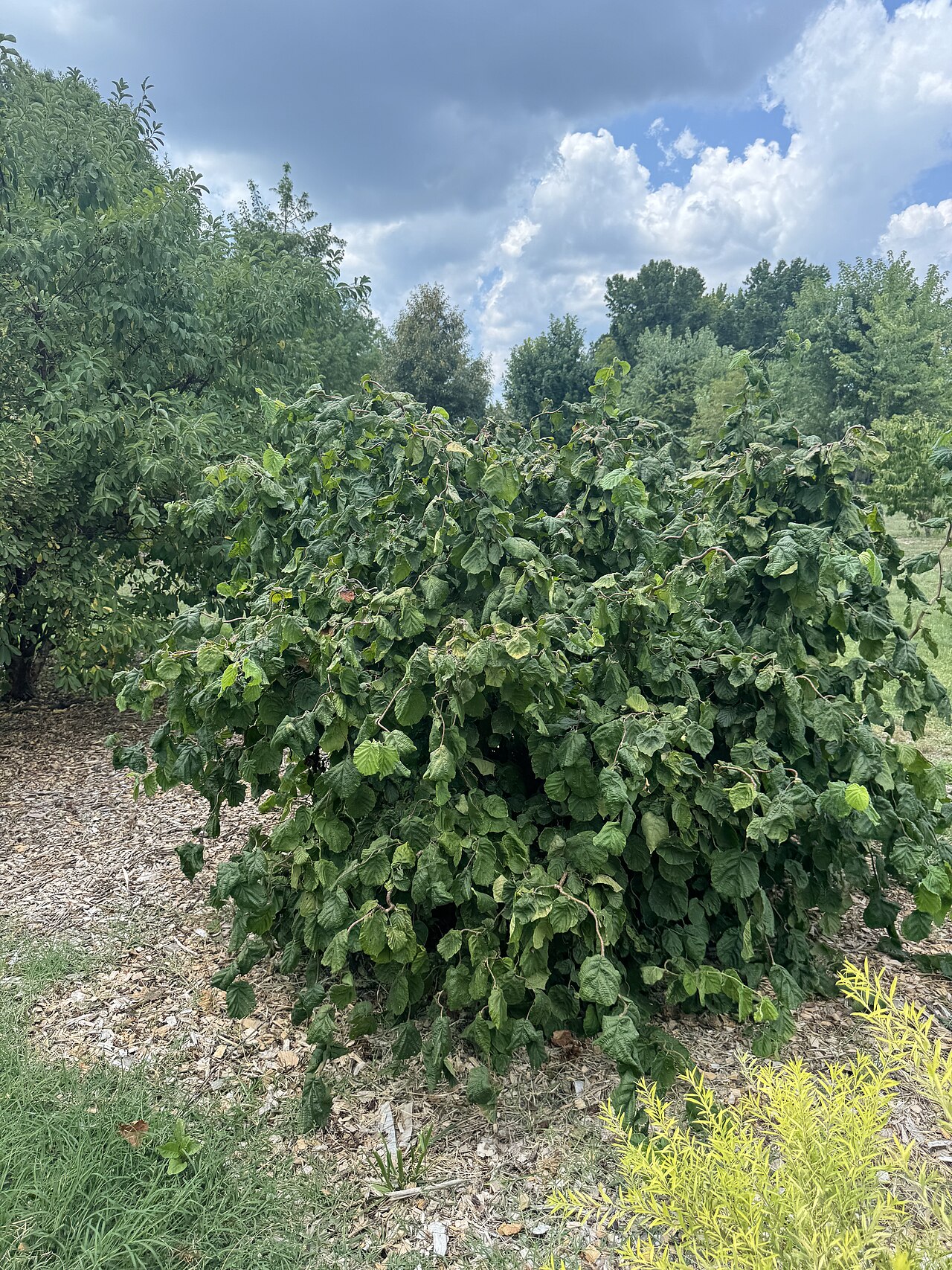 Ganzer Baum