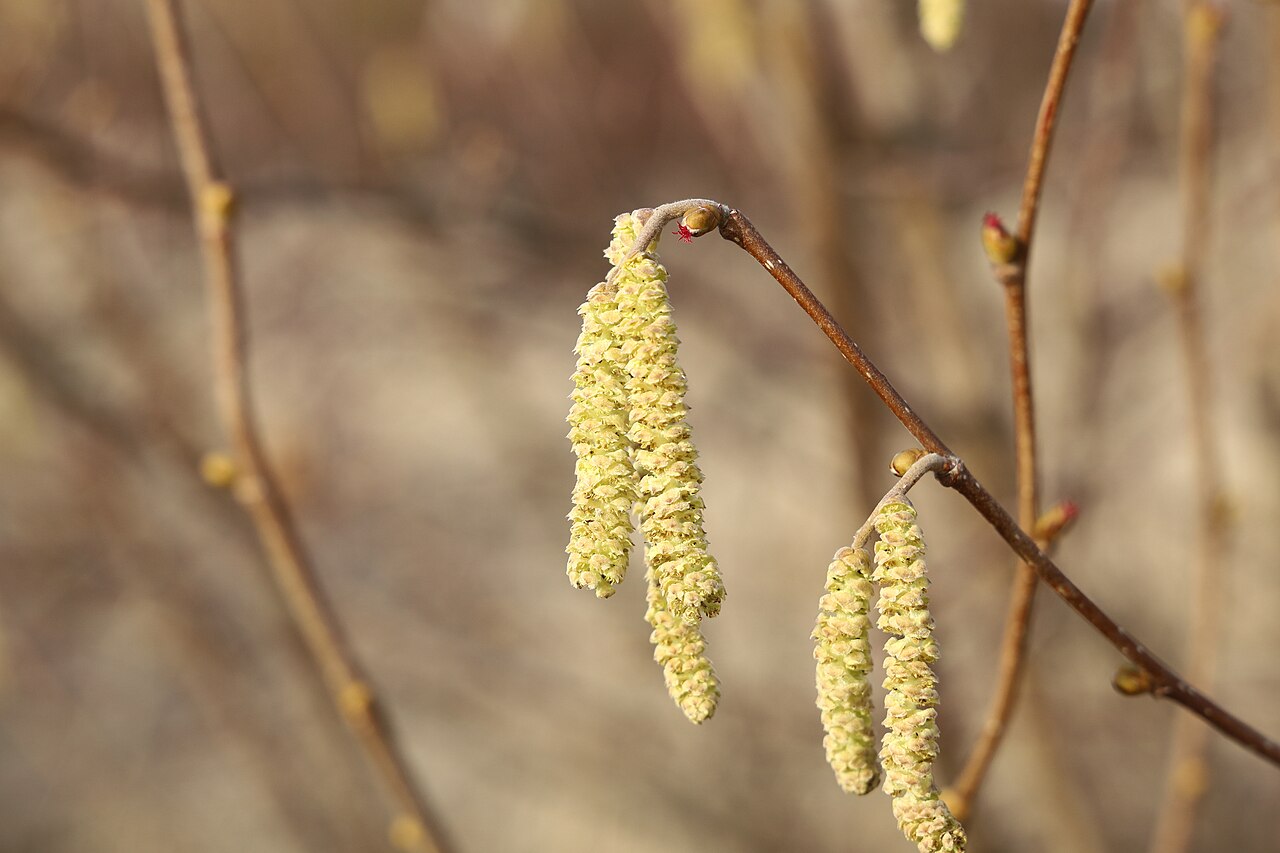 Blüte