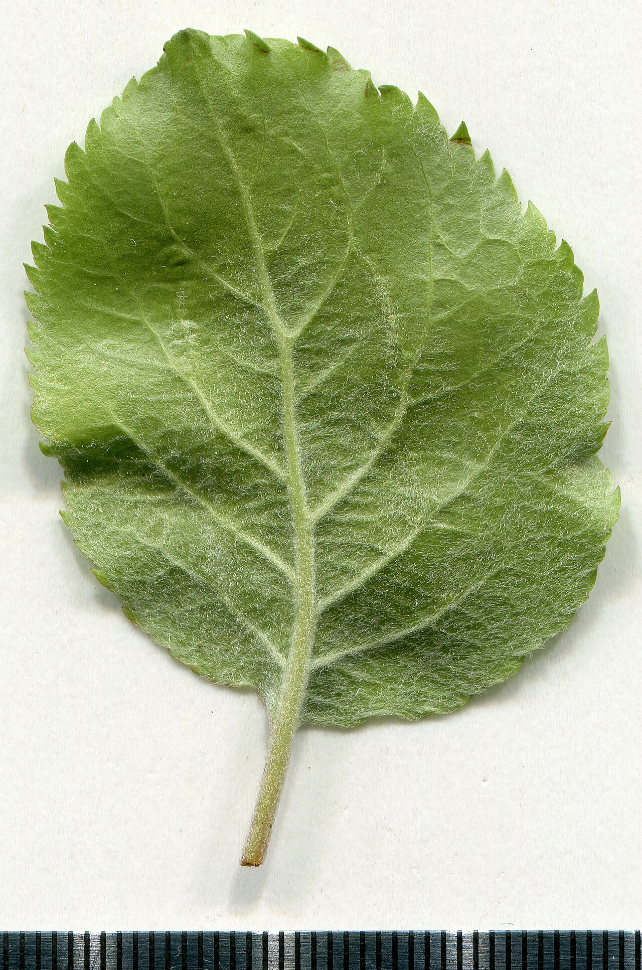 Blatt