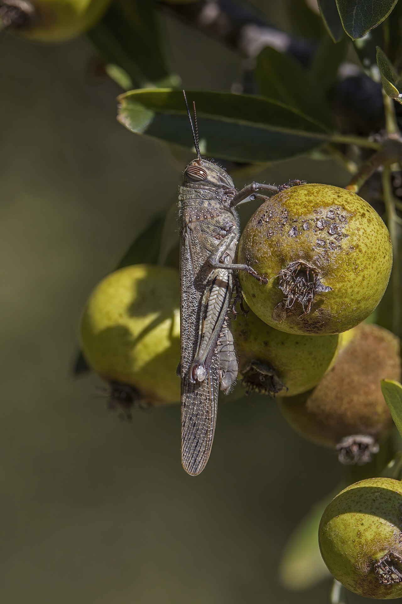 Frucht