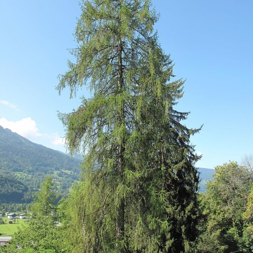 Ganzer Baum