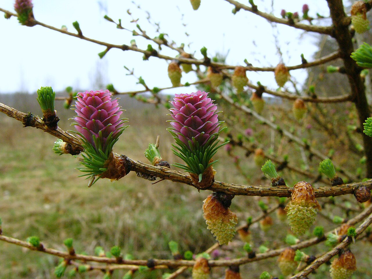 Blüte