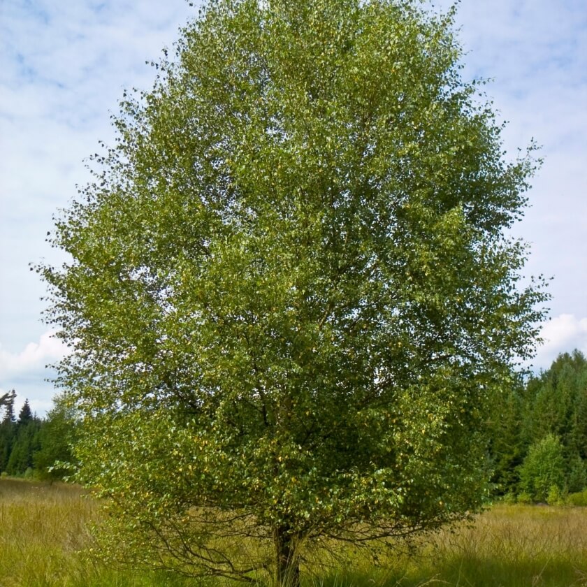 Ganzer Baum