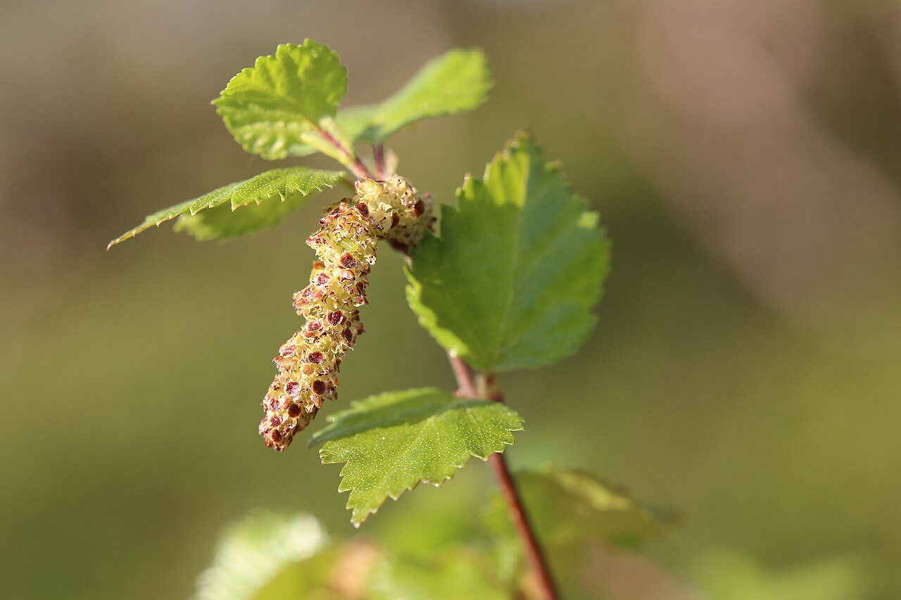 Blüte