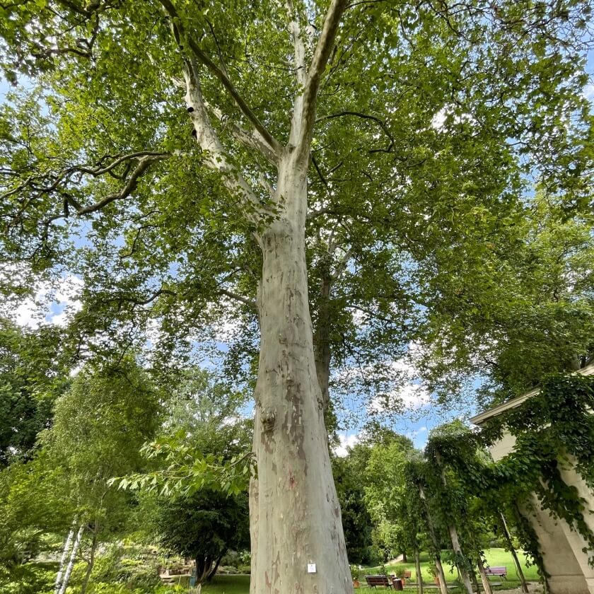 Ganzer Baum