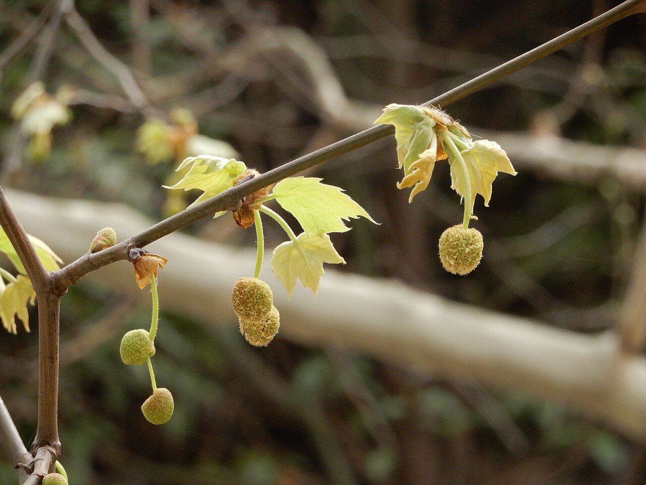 Blüte