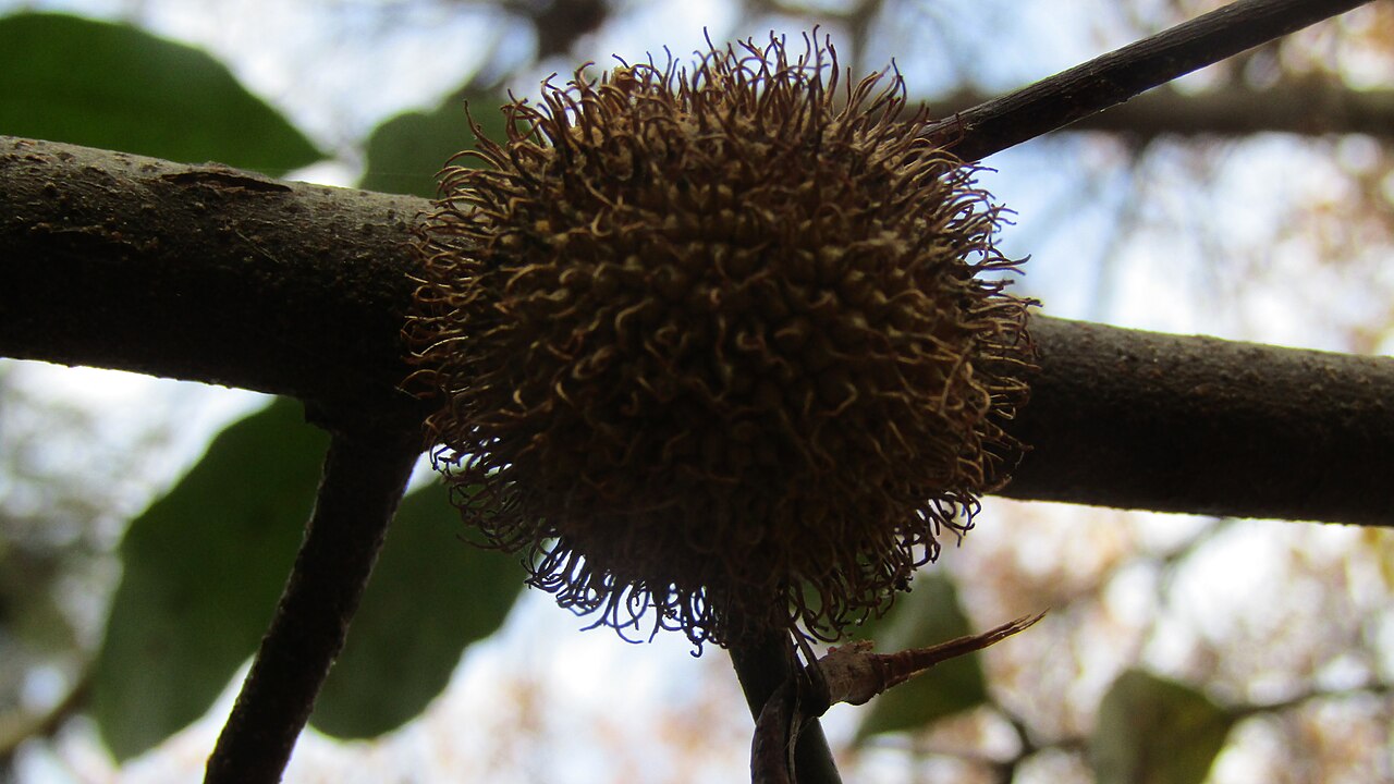 Frucht