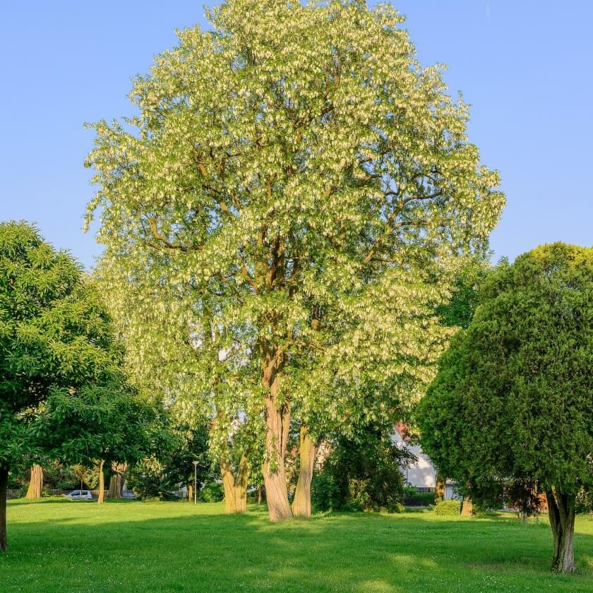 Ganzer Baum
