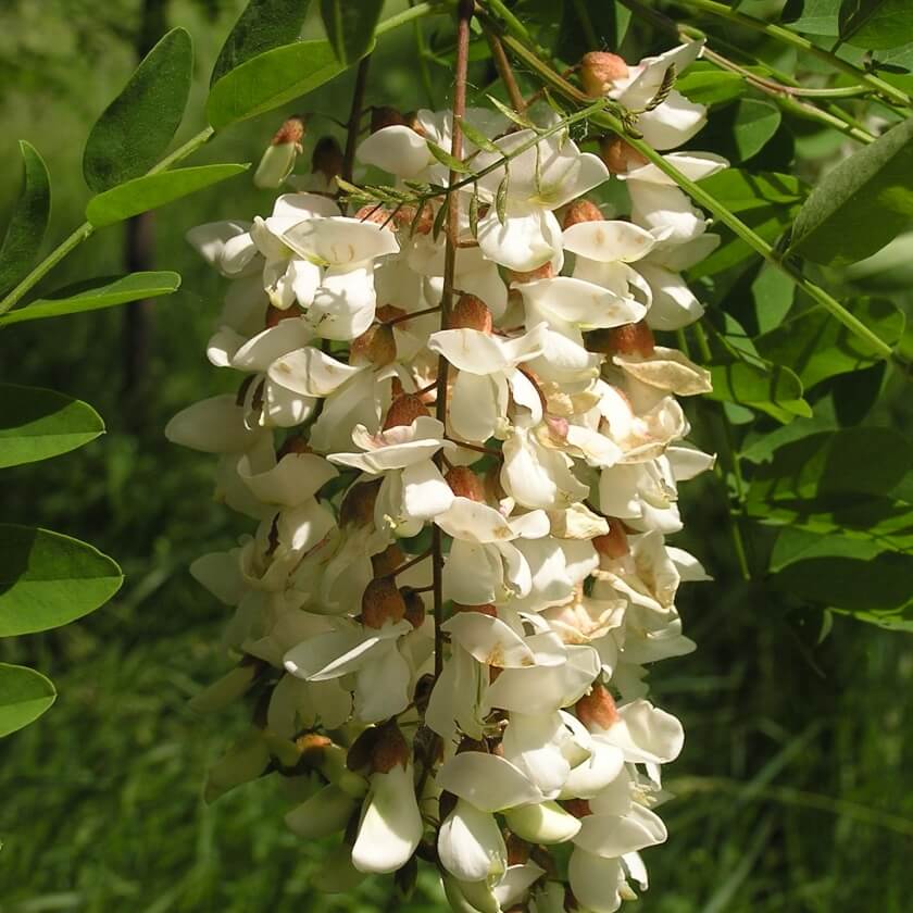 Blüte