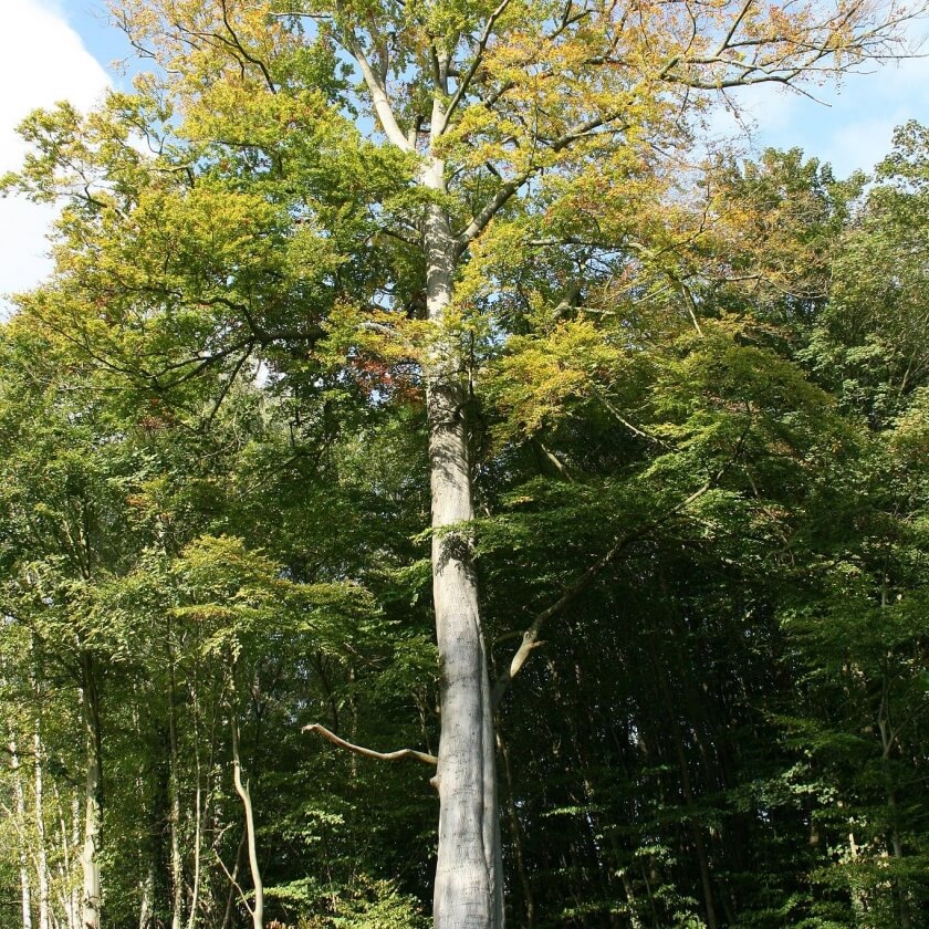 Ganzer Baum