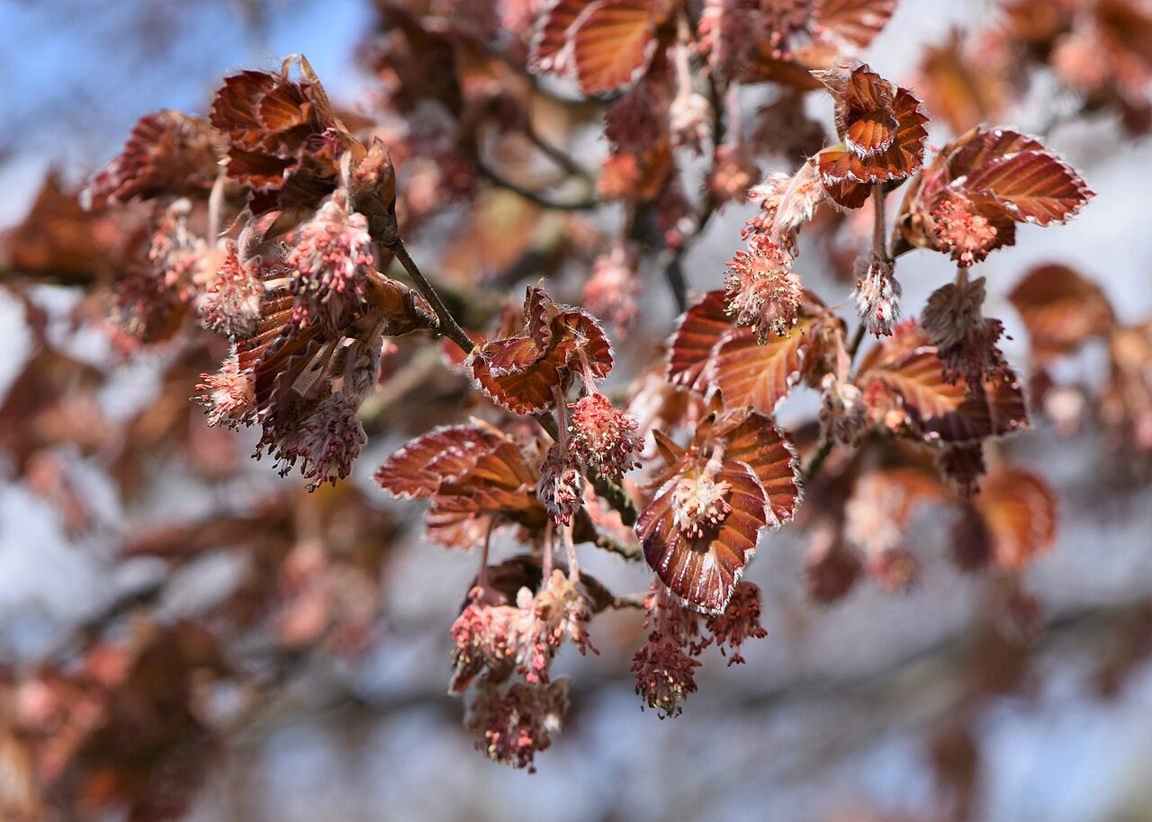 Blüte