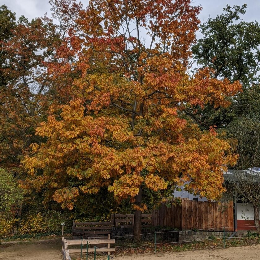 Ganzer Baum