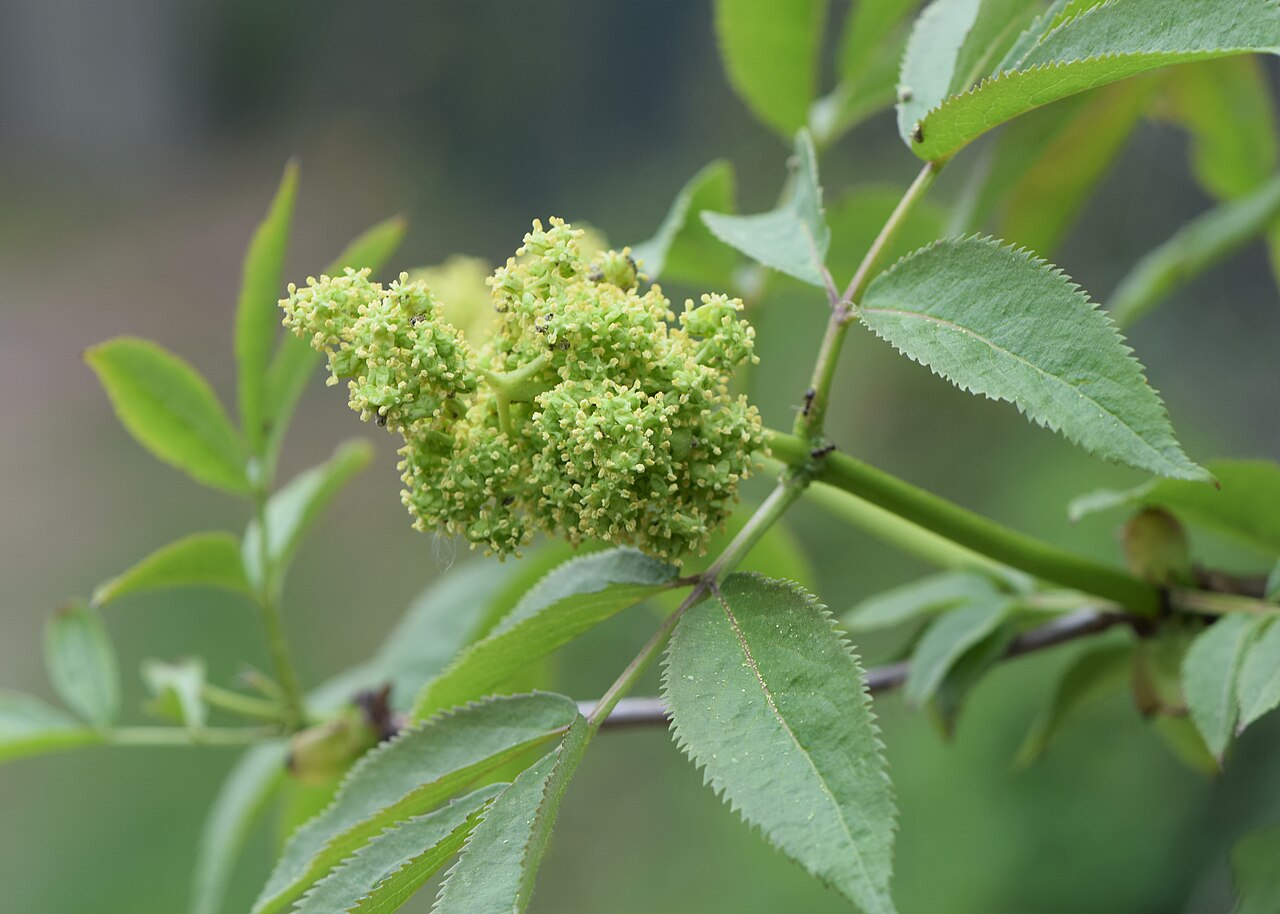 Blüte