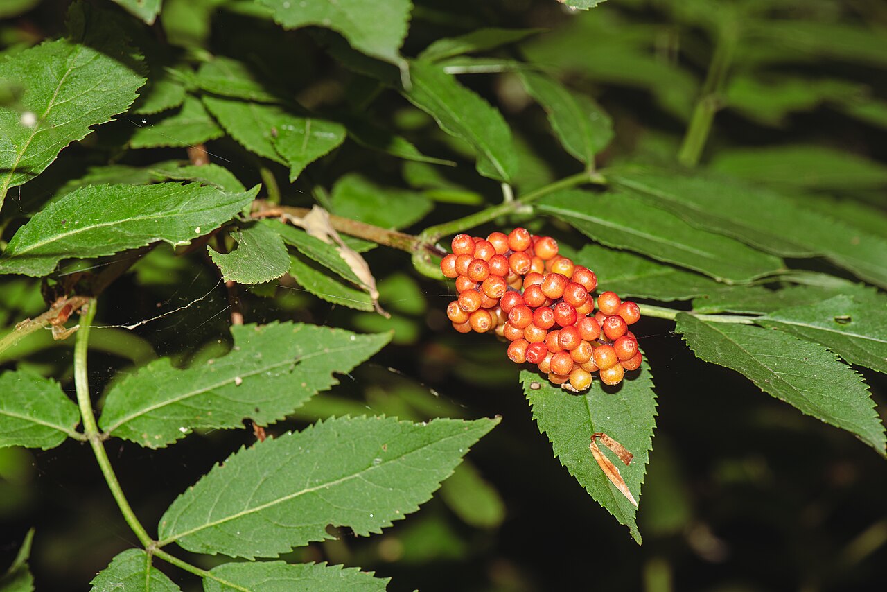 Frucht