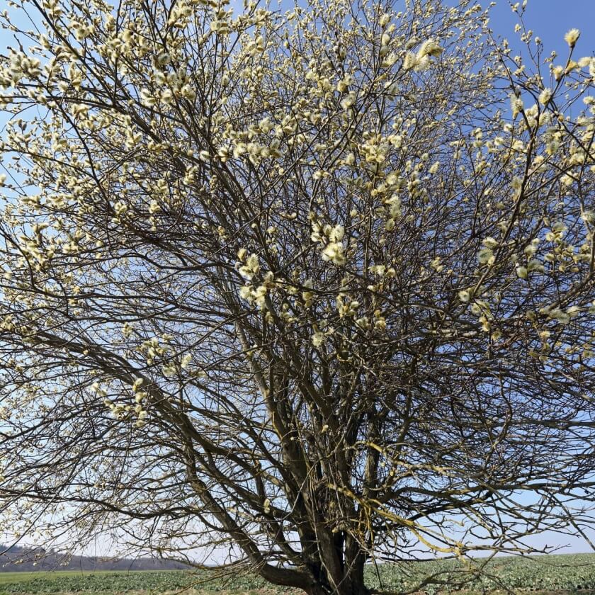 Ganzer Baum
