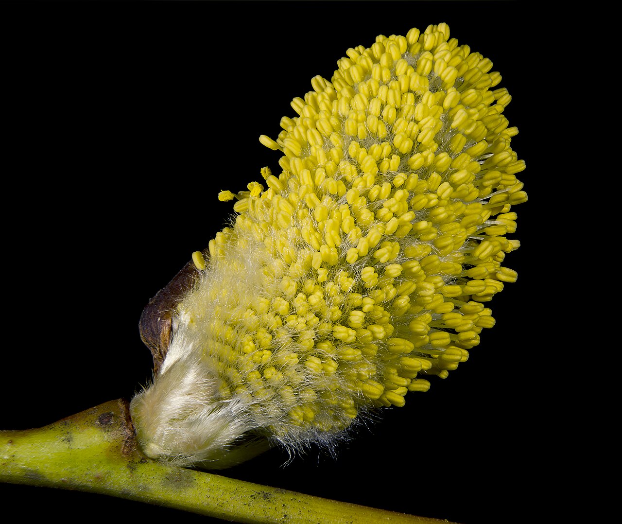 Blüte