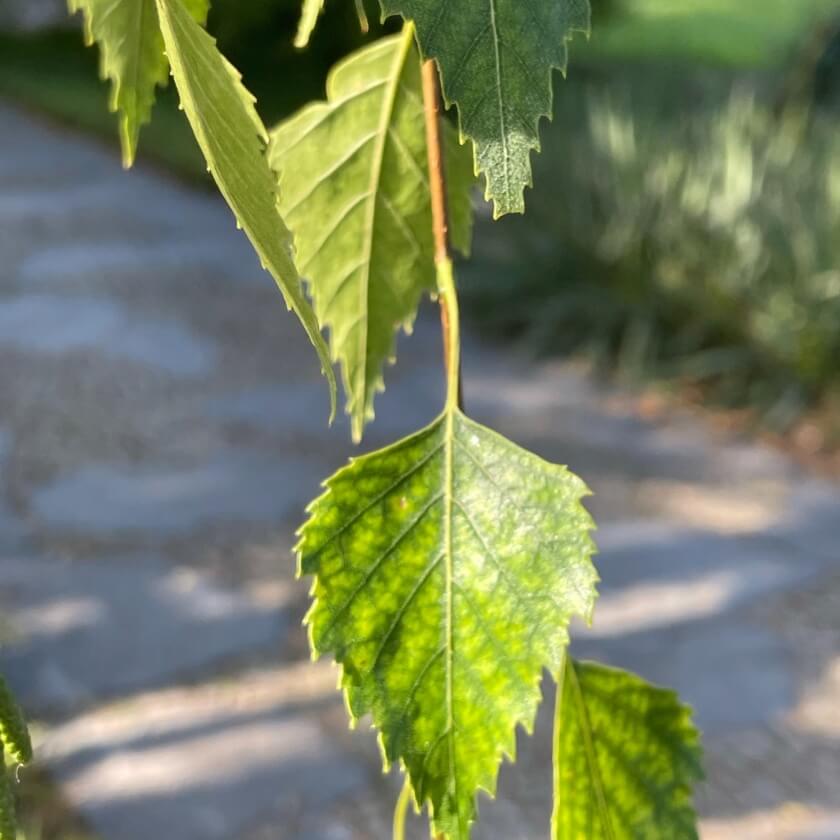 Blatt