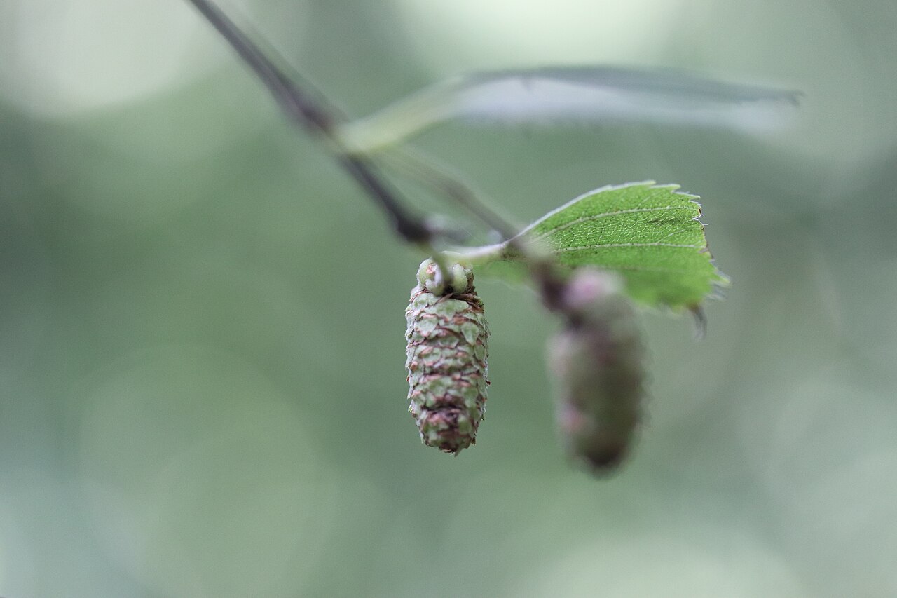 Frucht