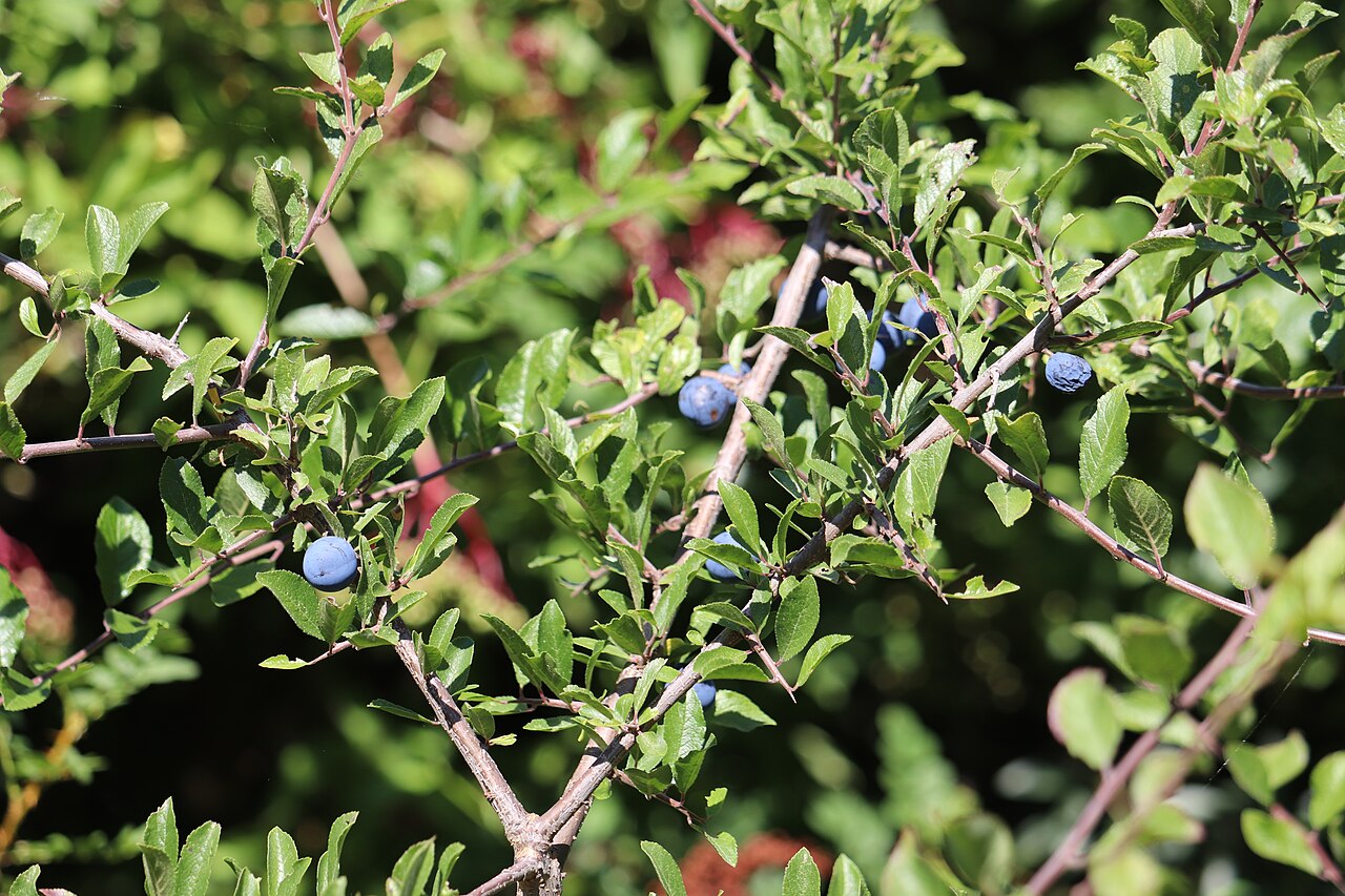 Frucht