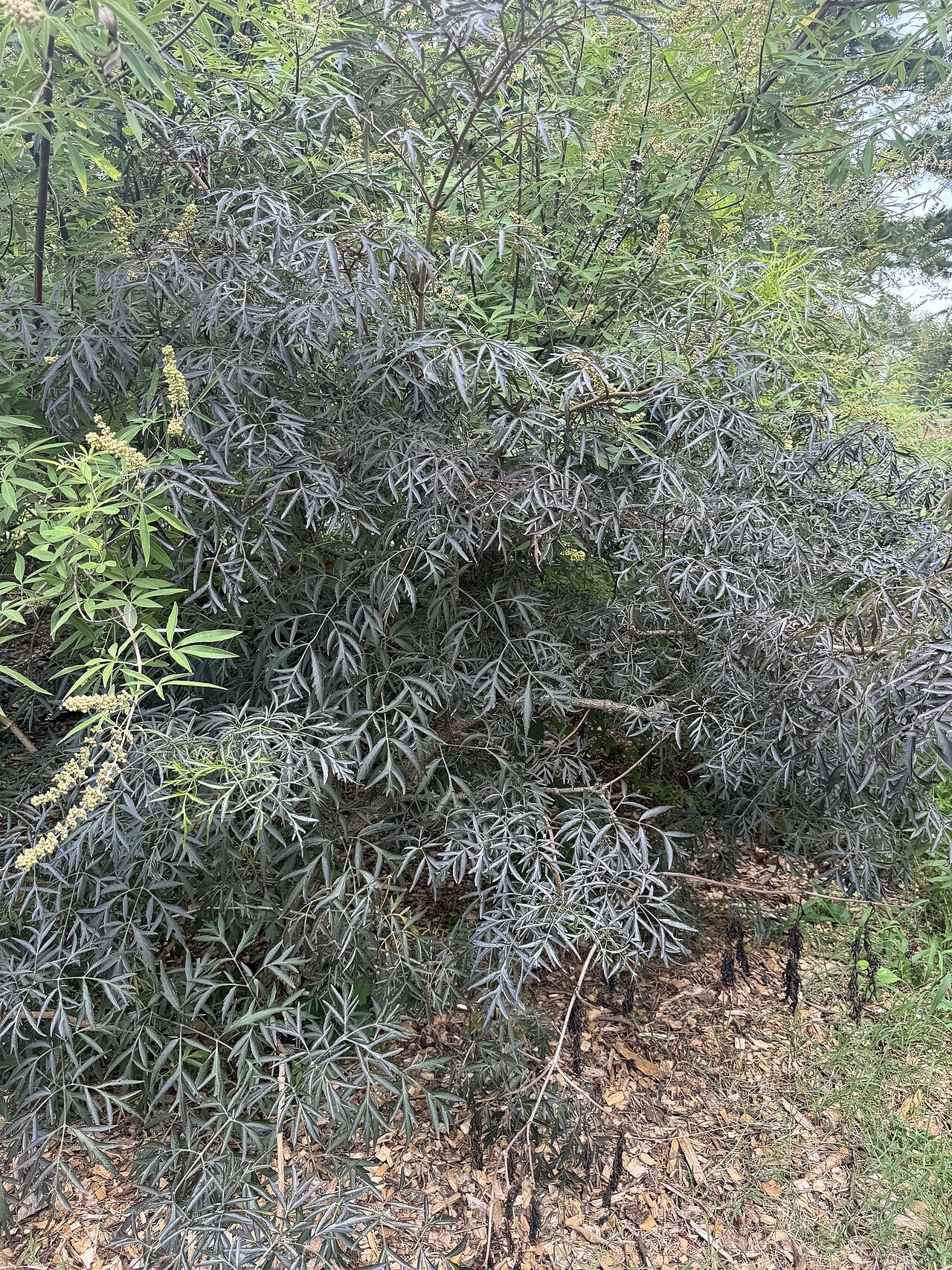 Ganzer Baum