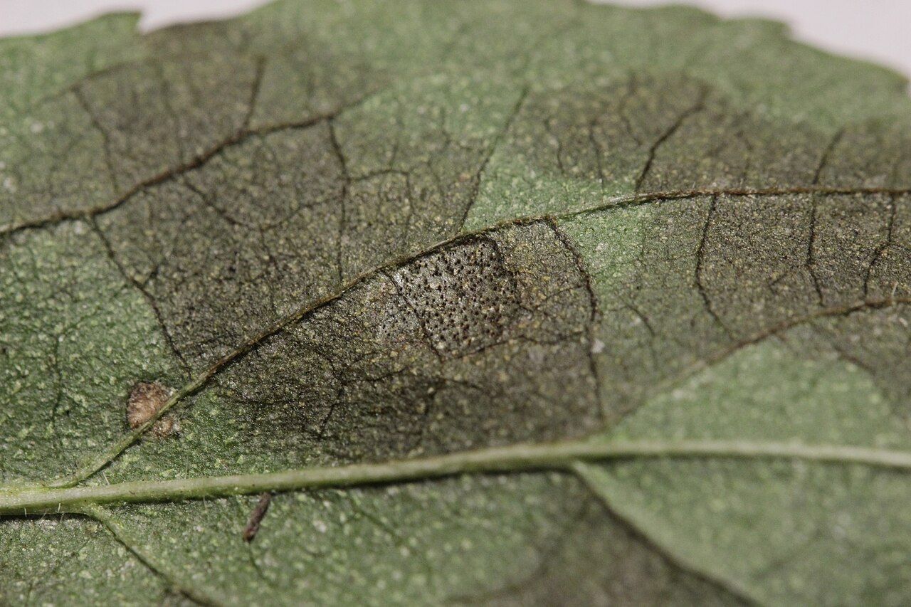 Blatt