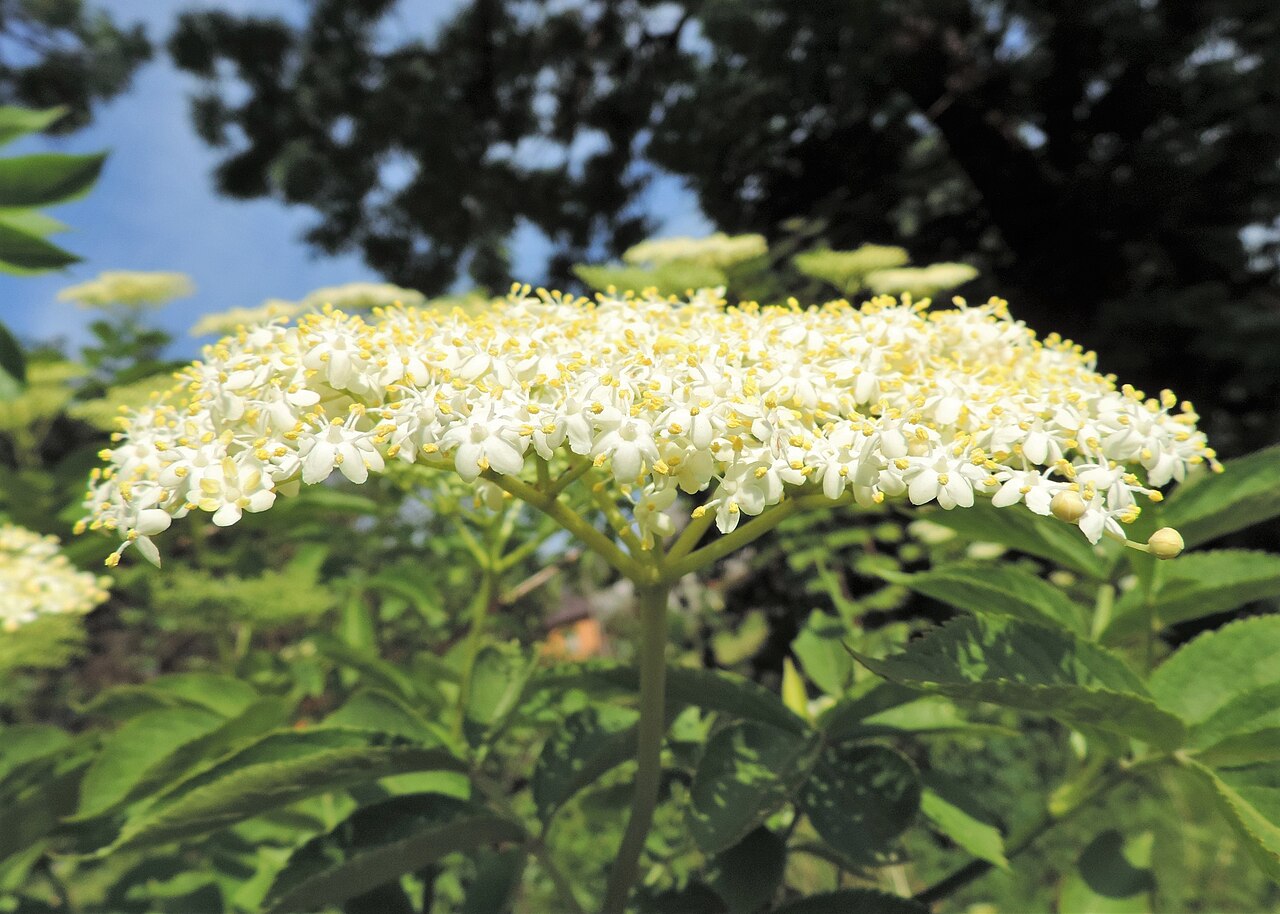 Blüte