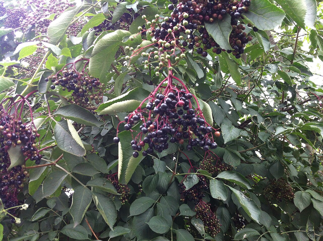 Frucht