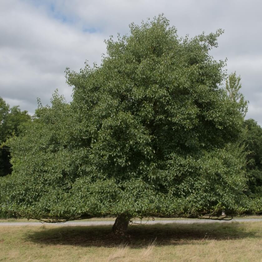 Ganzer Baum