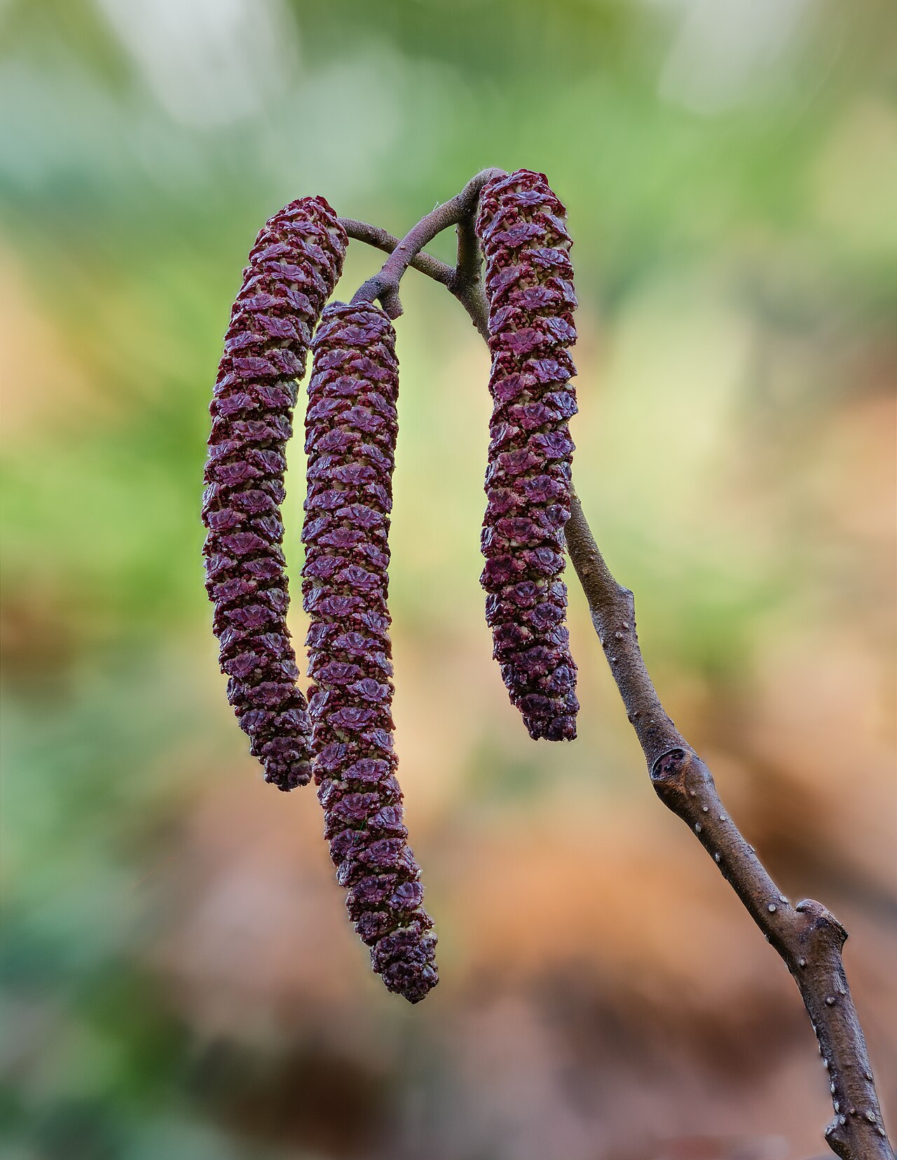 Blüte