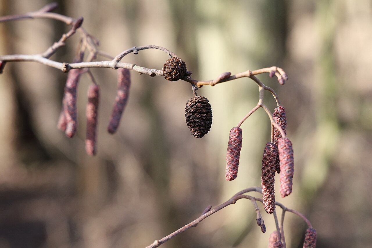 Frucht