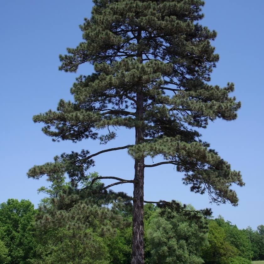 Ganzer Baum