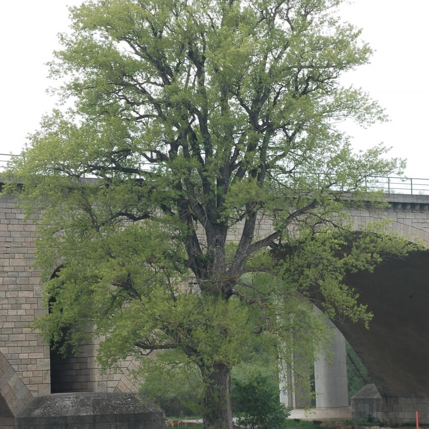 Ganzer Baum
