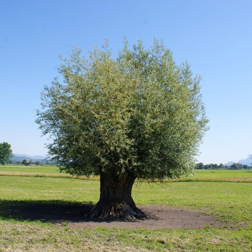Ganzer Baum